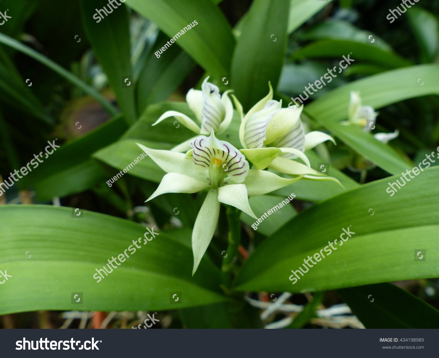 Encyclia Pentotis Genus Orchids Stock Photo 434198989 | Shutterstock