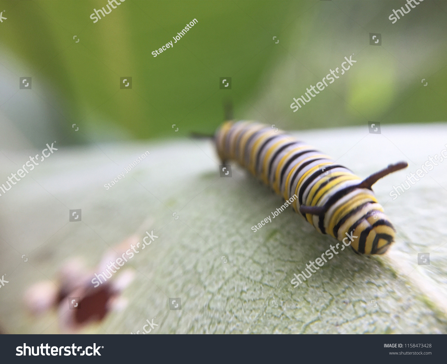 Endangered Monarch Caterpillar On Milkweed Plant Stock Photo 1158473428 ...