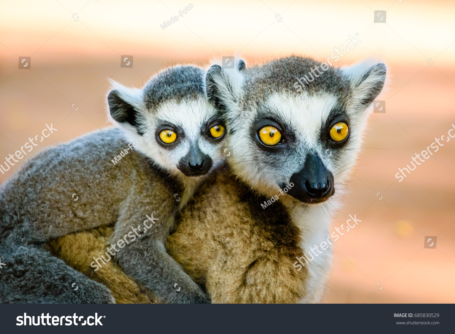 Endangered Ring Tailed Lemur Carrying Cute Stock Photo Edit Now