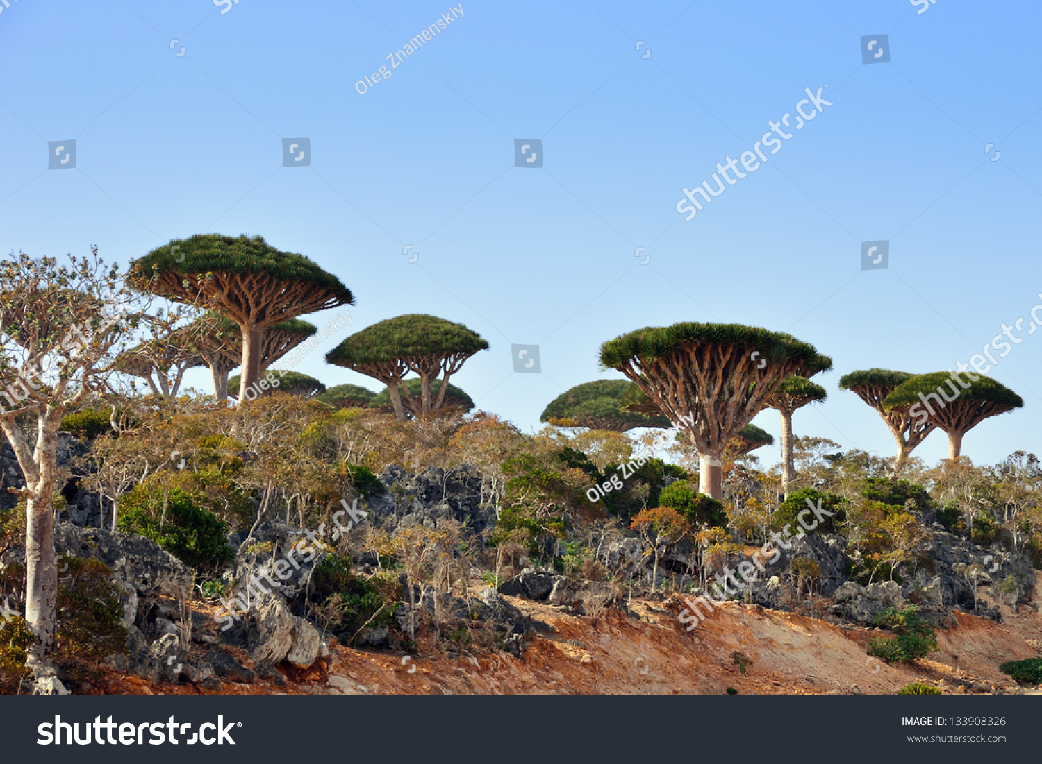 Endemic Plant Dragon Blood Tree Island Stock Photo Edit Now