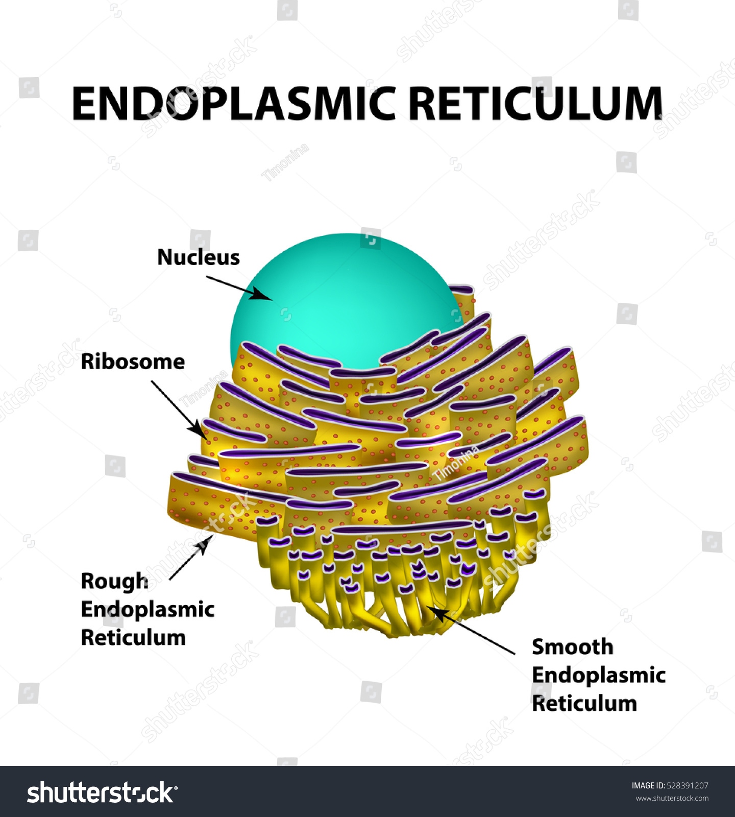 Endoplasmic Reticulum Structure Infographics Illustration On Stock ...