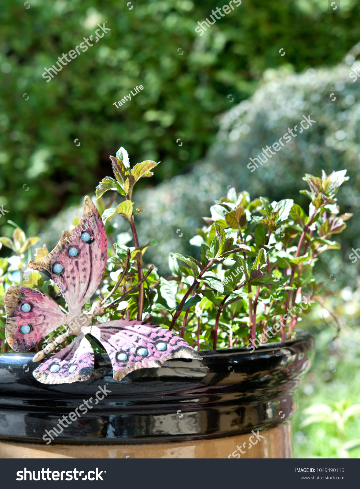 Englisch Peppermint Mint Spice Gardening Park Stockfoto Jetzt Bearbeiten