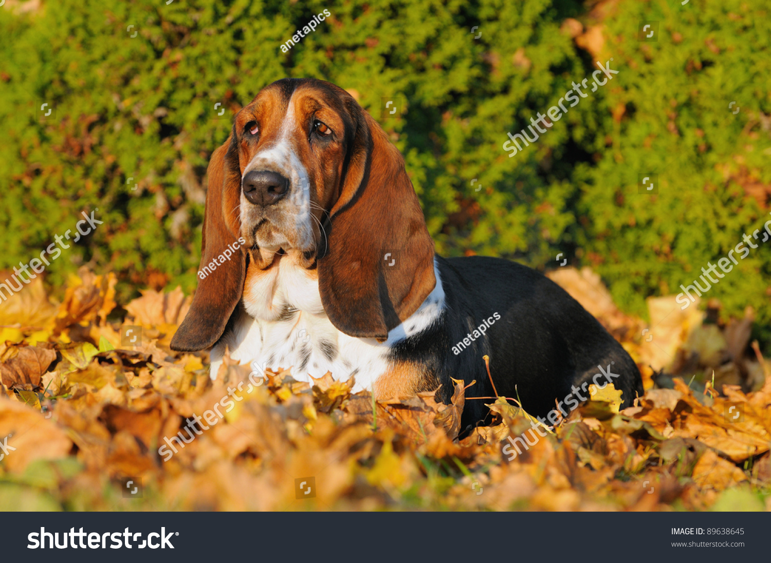 basset hunting