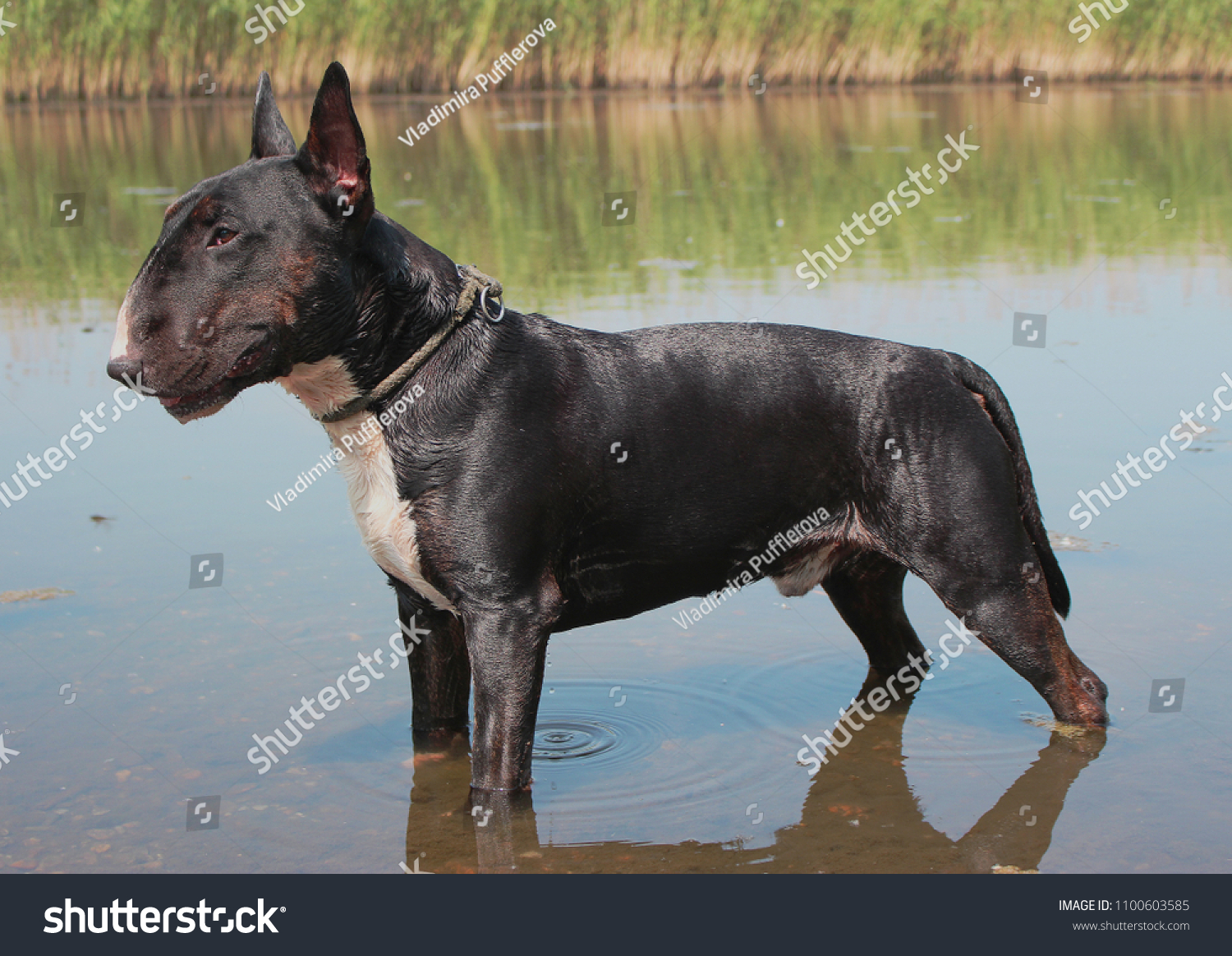 black and white bull terrier