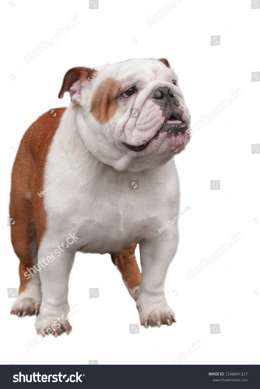 red and white english bulldog