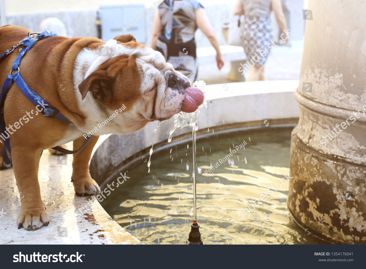 bulldog water fountain