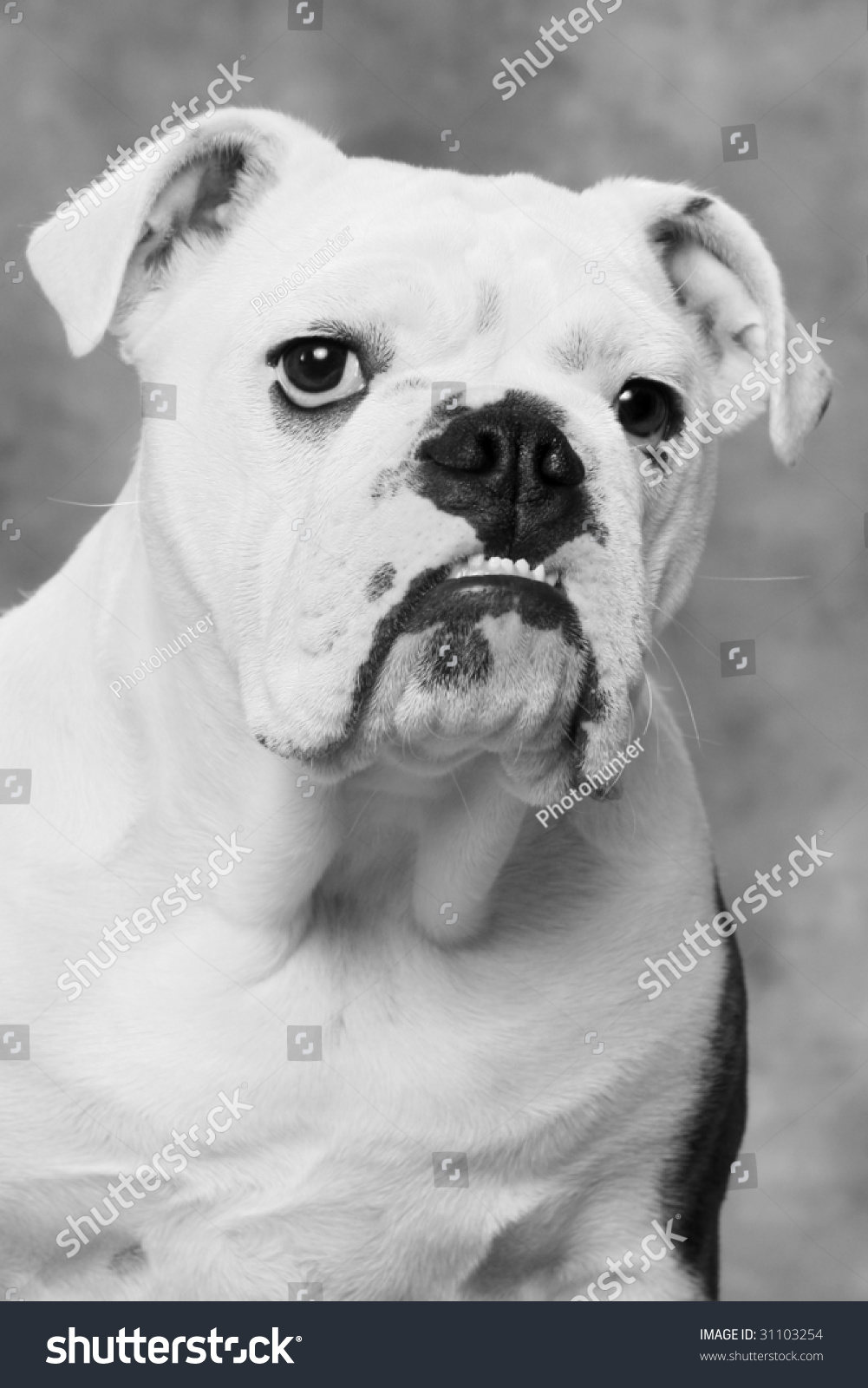 English Bulldog Portrait Black White Stock Photo 31103254 - Shutterstock