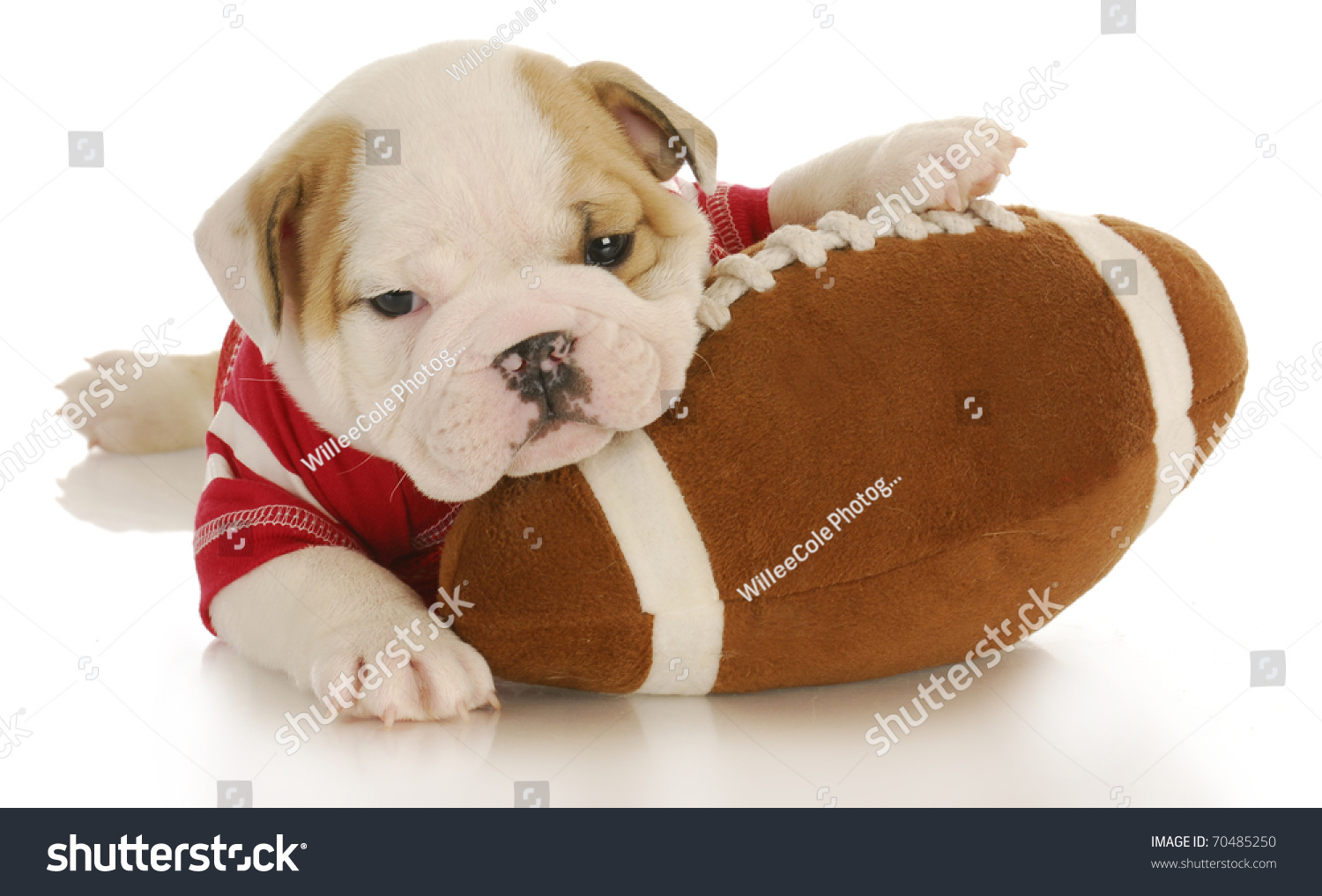 puppy football jerseys