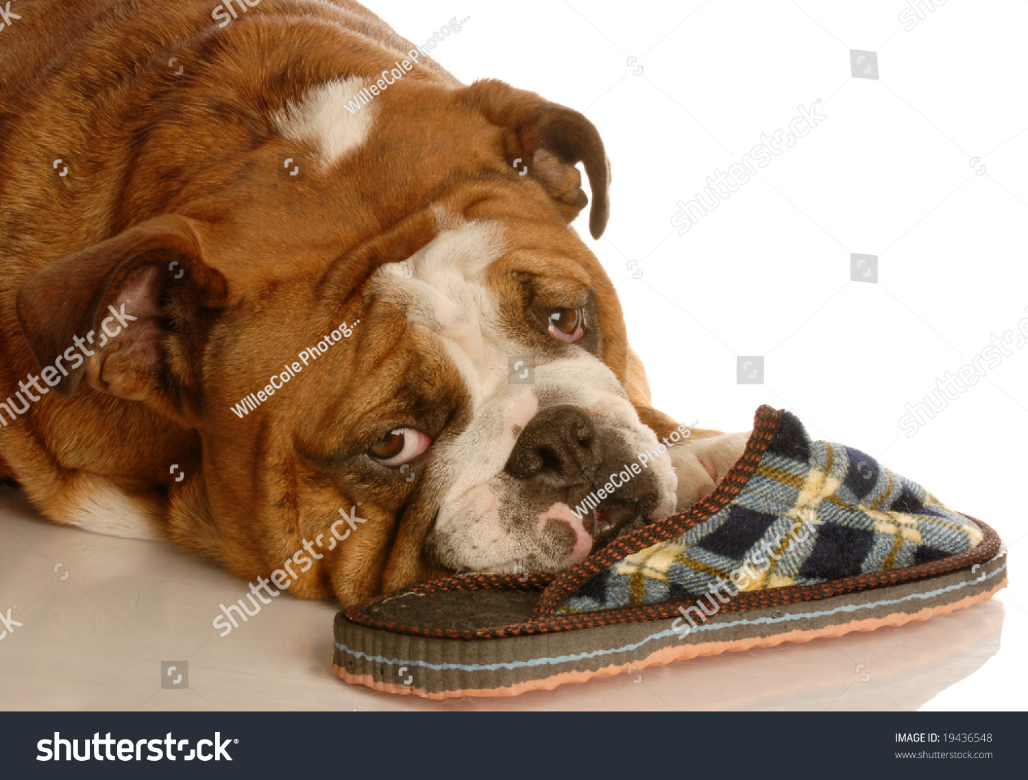 english bulldog slippers