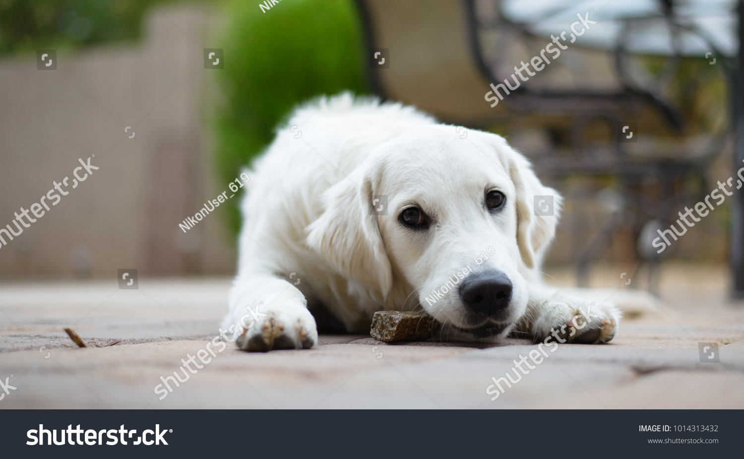 English Cream Golden Retriever Puppy Stock Photo Edit Now 1014313432