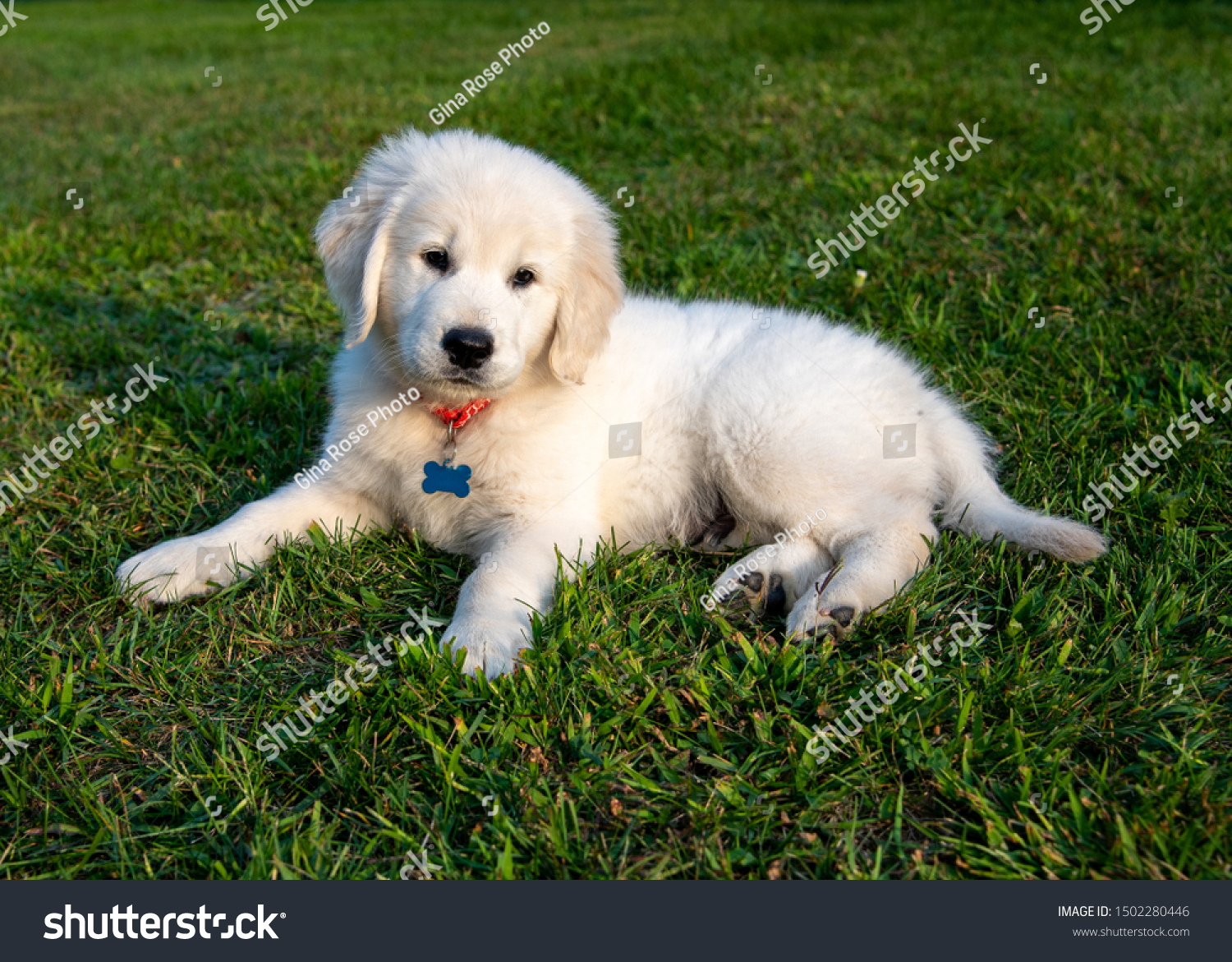 English Cream Golden Retriever Puppy Lying Stock Photo Edit Now