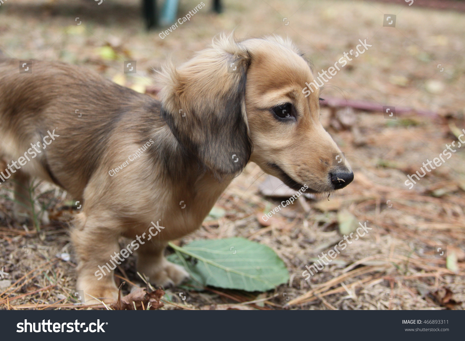 English Cream Longhaired Miniature Dachshund Stock Photo 466893311