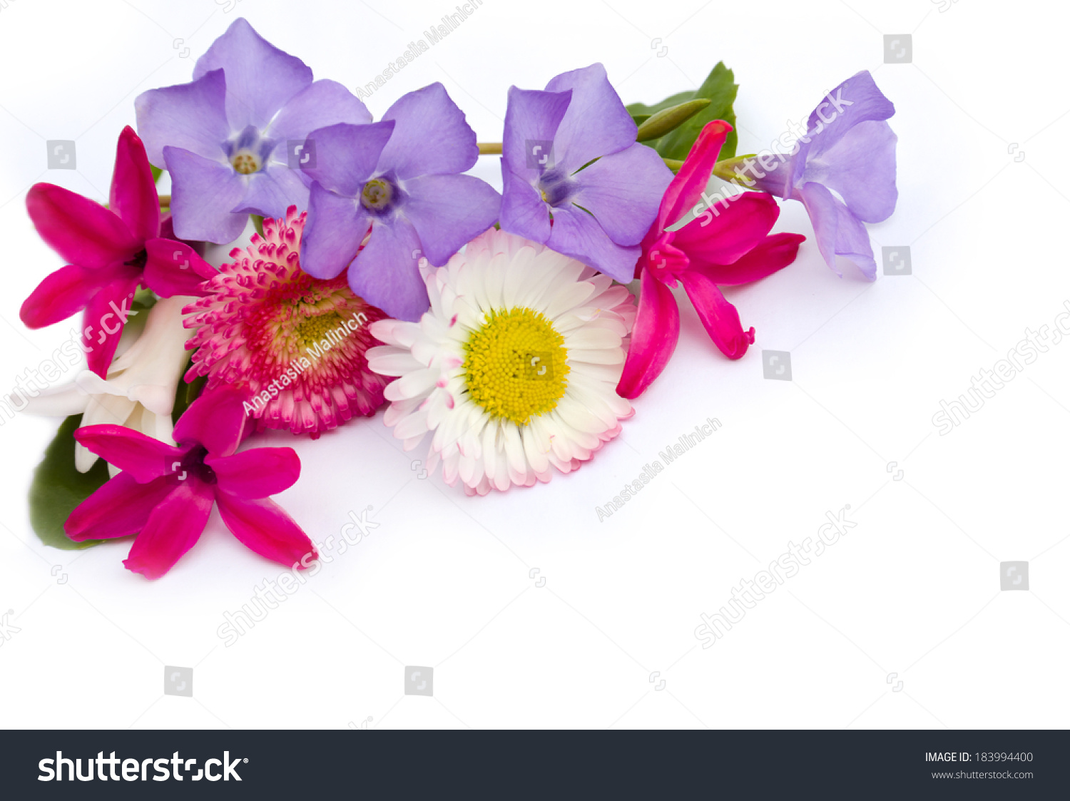 English Daisy Bellis Perennis Hyacinth Periwinkle Stock Photo Edit Now