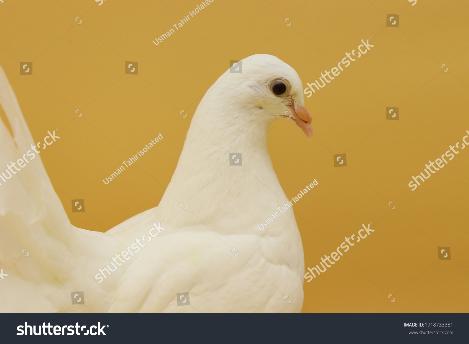 Englisch Fantail Taube, schöne weiße Taube Stockfoto 1918733381
