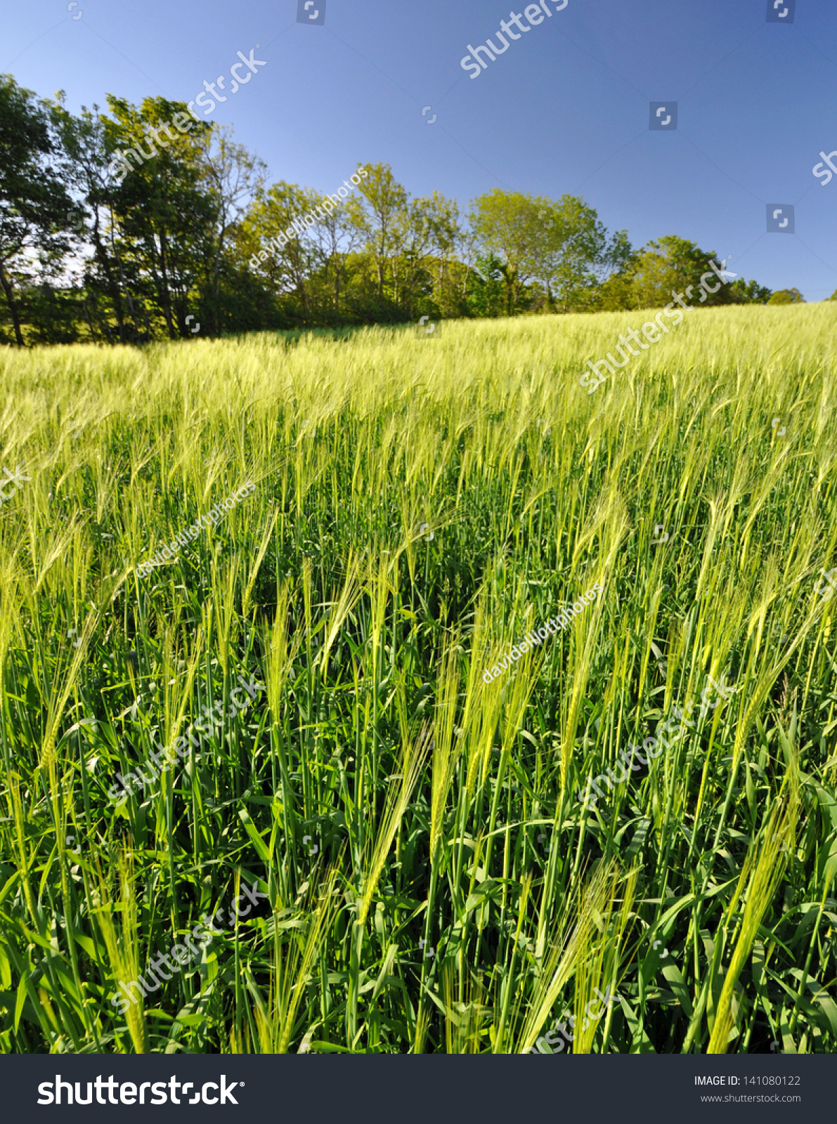 English Farmland Nature Stock Image