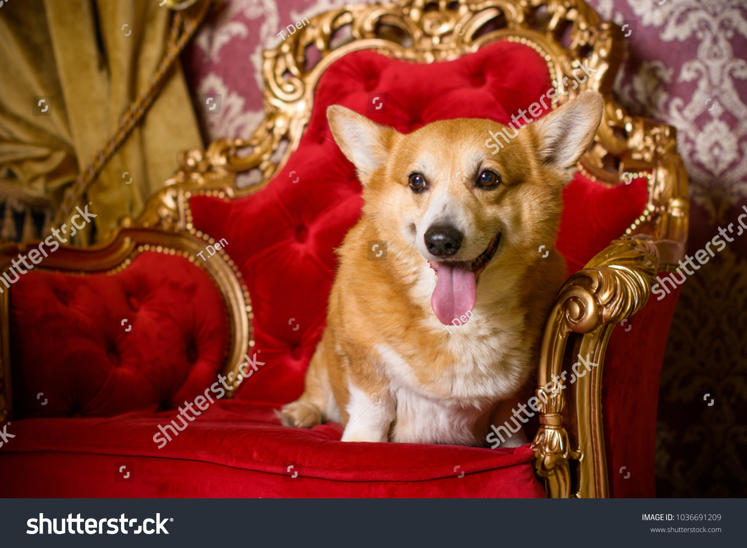 favorite dog breed of queen of england