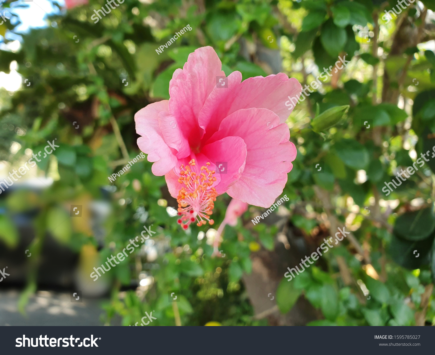 English Hibiscus Flower Shoe Flowerhibiscus Chinese Stock Photo Edit Now