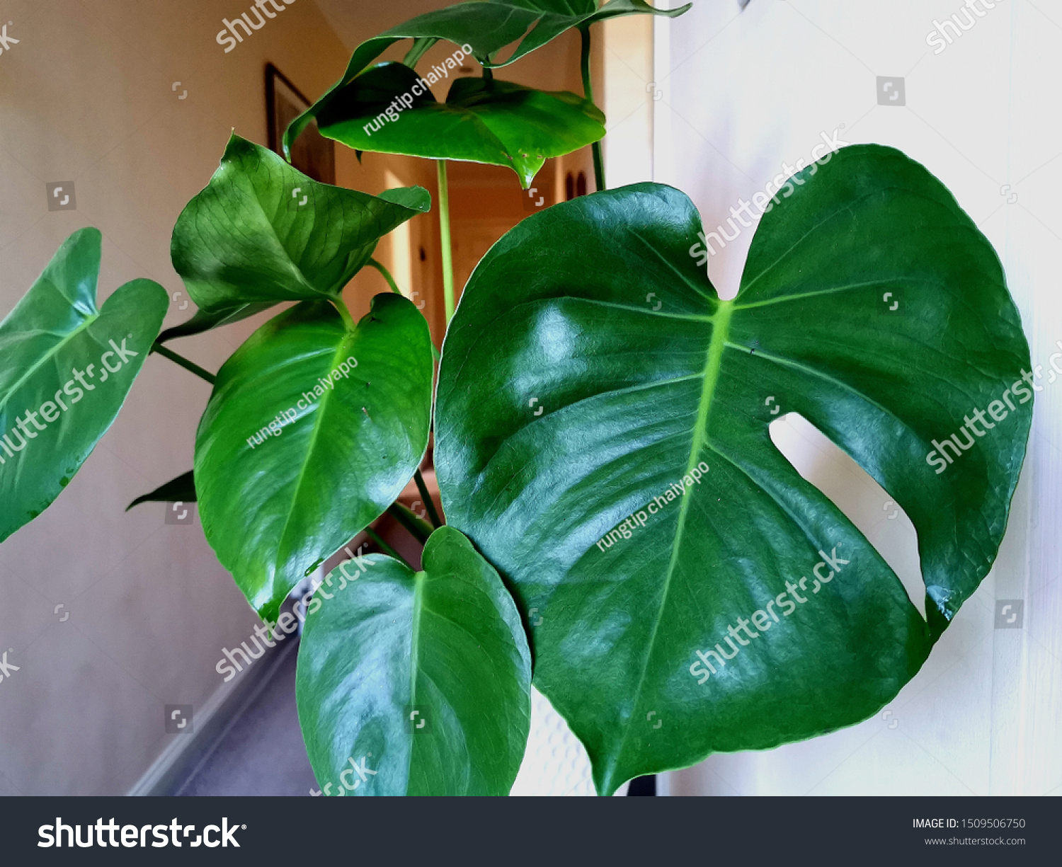 English Indoor Cheese Plants Monstera Deliciosa Stock Photo Edit Now