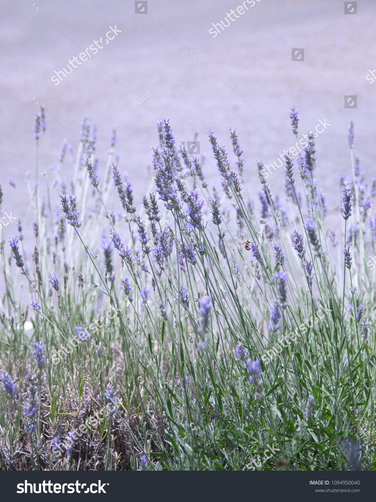 English Lavender Lavandula Angustifolia Lavandula Officinalis Stock Photo Edit Now 1094950040