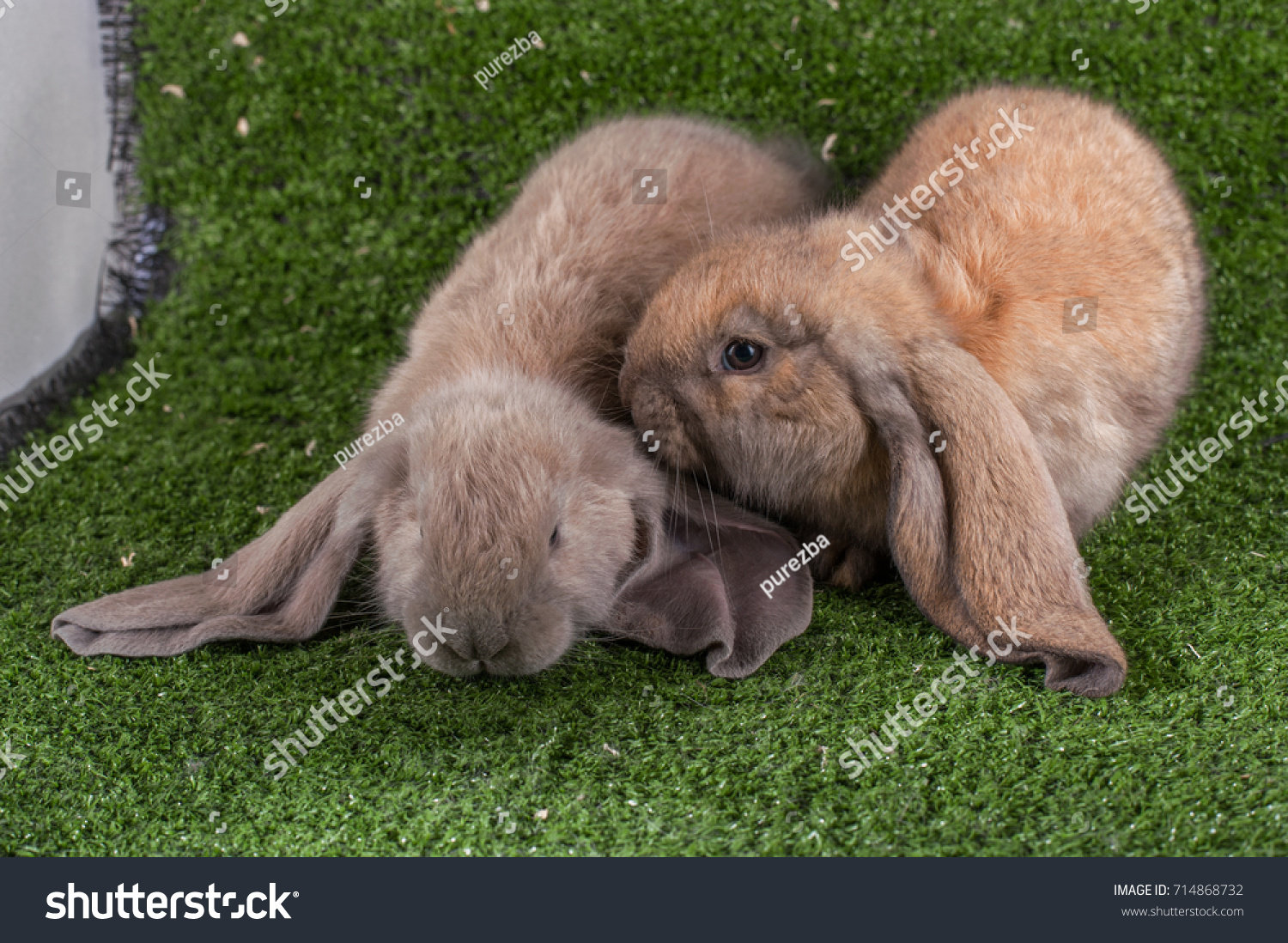 English Lop Rabbit On Green Grass Stock Photo Edit Now 714868732