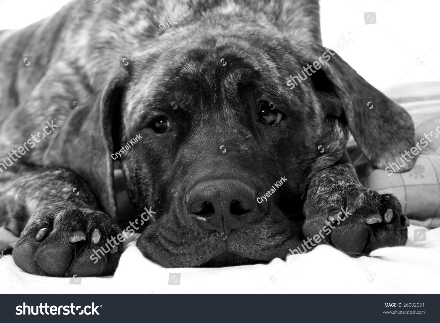 English Mastiff Puppy Lying Down On Stock Photo 26002051 