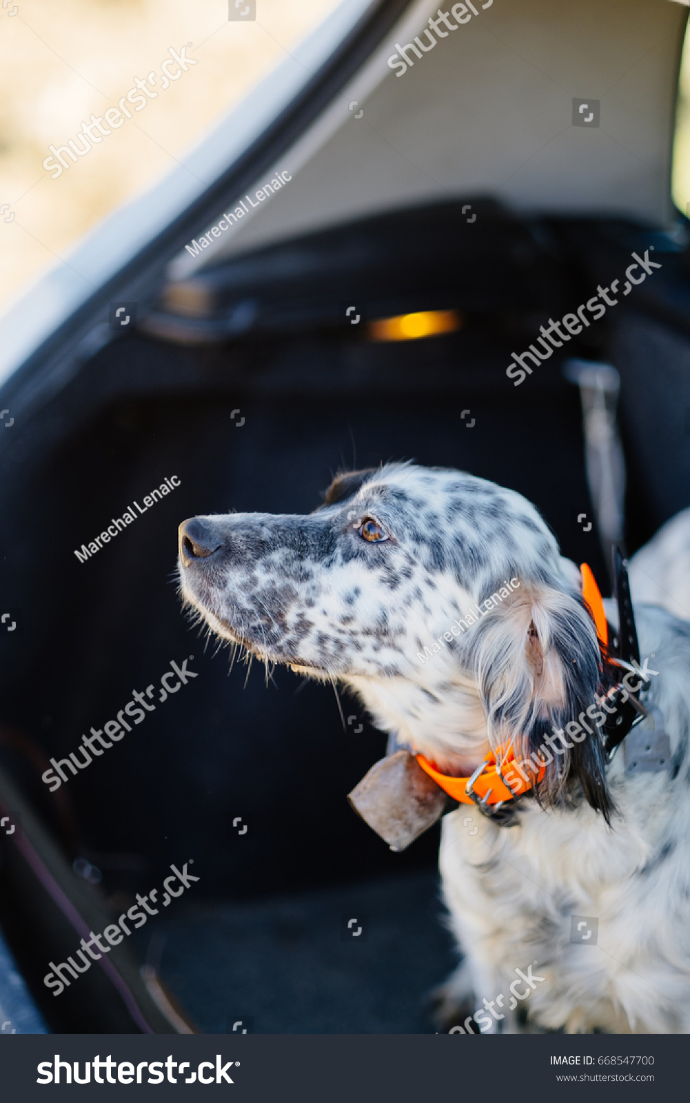 dog collar bell hunting