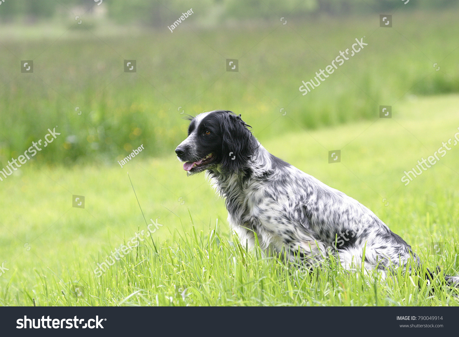 English Setter Hunting Dog Stock Photo (Edit Now) 790049914