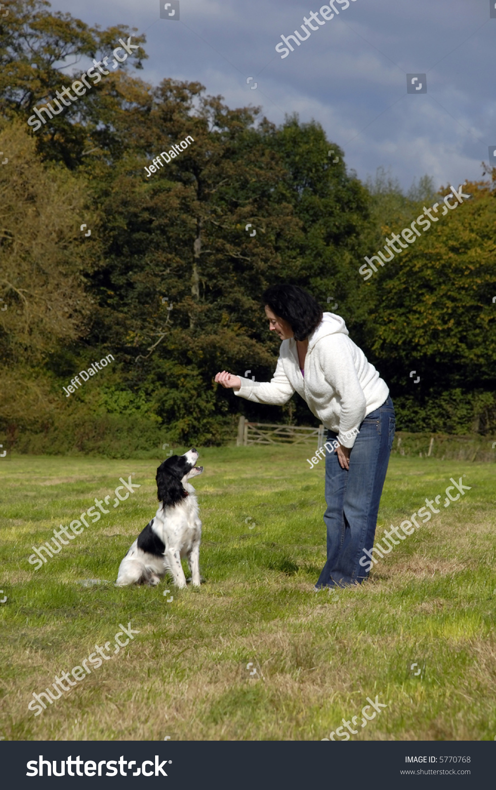 trained springer spaniel