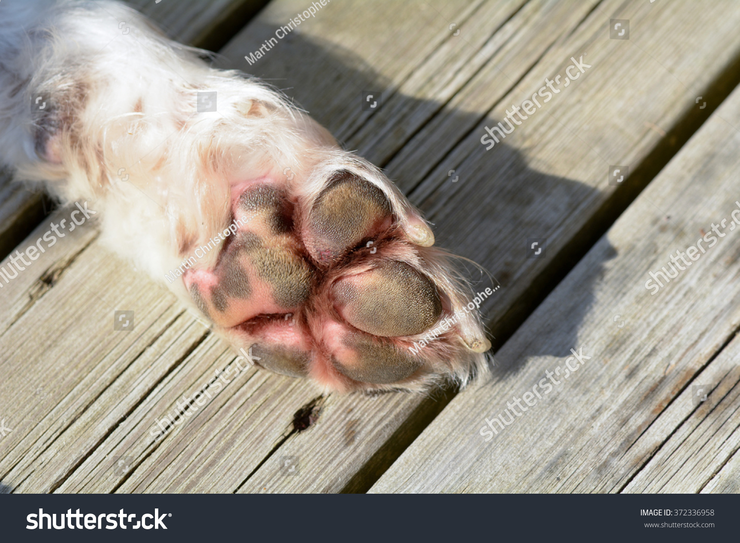 English Springer Spaniel Dog Paw Stock Photo 372336958 - Shutterstock