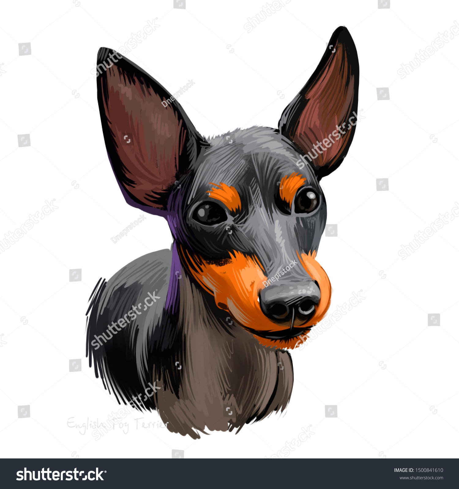 English Toy Terrier Black Tan Dog Stock Illustration 1500841610
