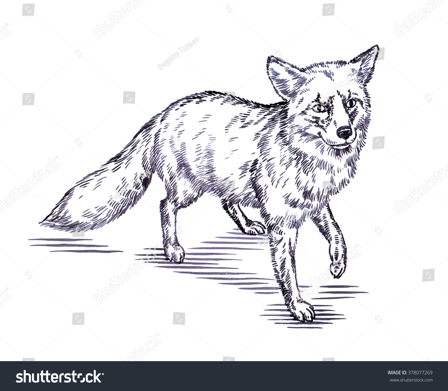 Engrave Ink Draw Fox Illustration Stock Illustration 378077269