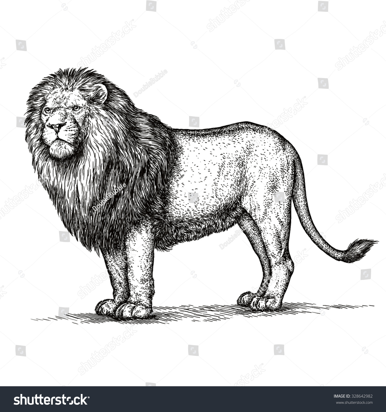 Engrave Lion Illustration - 328642982 : Shutterstock