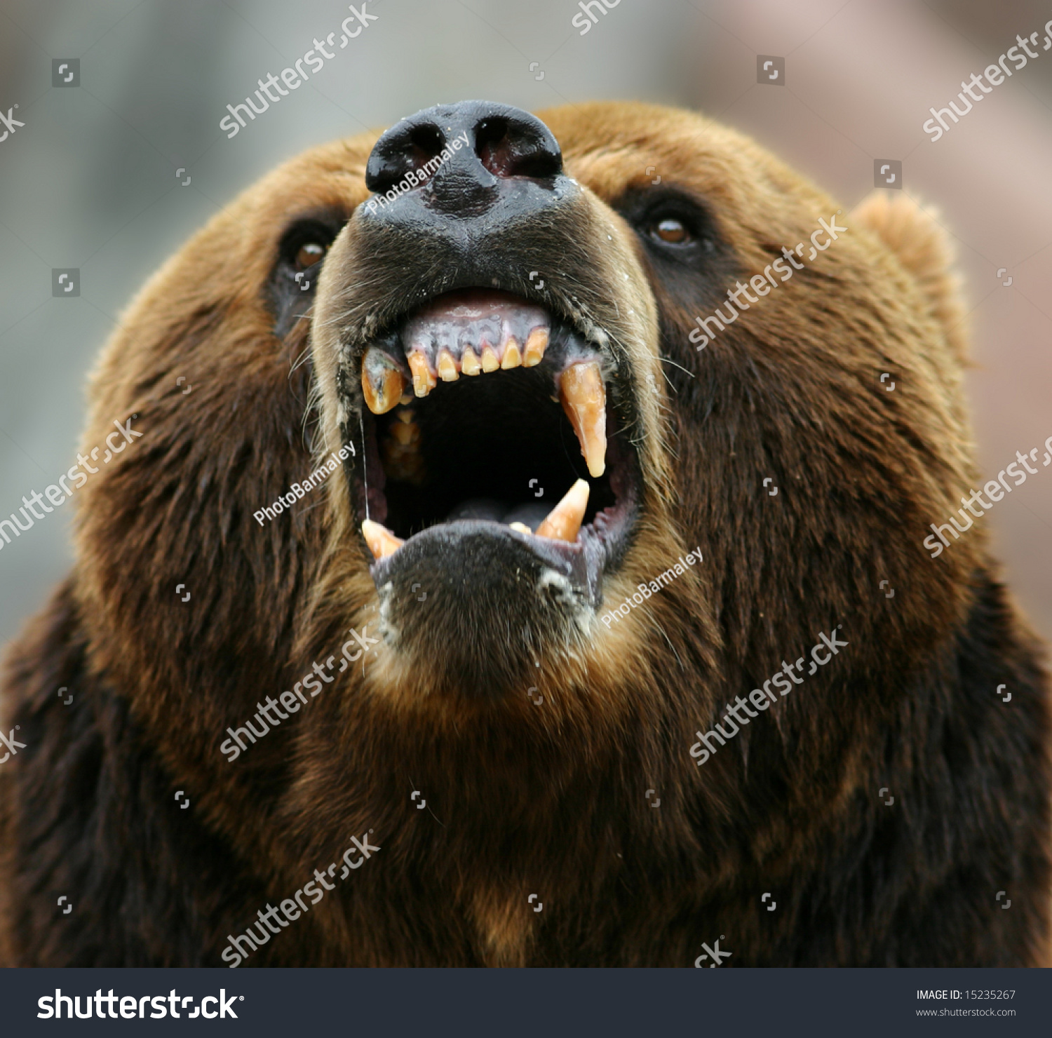 Enraged Brown Bear Stock Photo 15235267 - Shutterstock