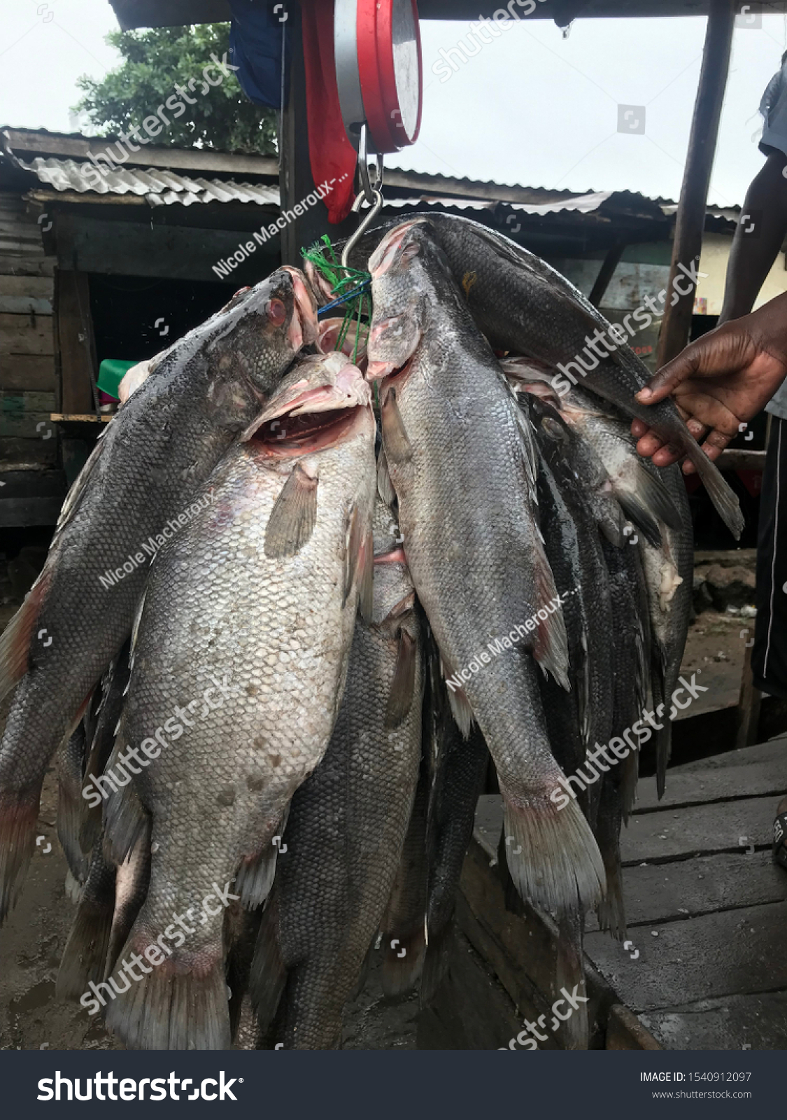 Entebbe Uganda 1019 Nile Perch Freshly Stock Photo Edit Now