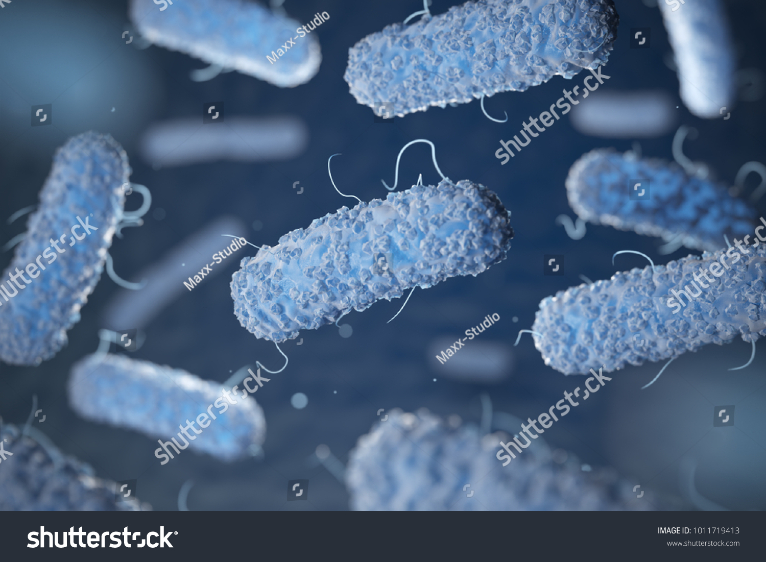 Enterobacterias Gramnegative Bacterias Escherichia Coli Salmonella ...