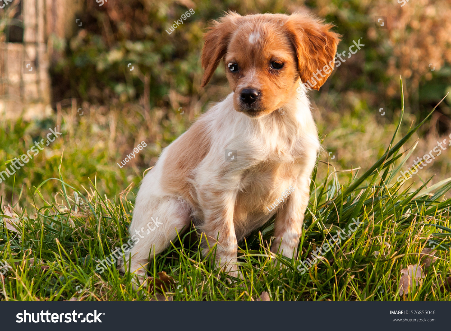 Epagneul Breton Puppy Stock Photo Edit Now 576855046