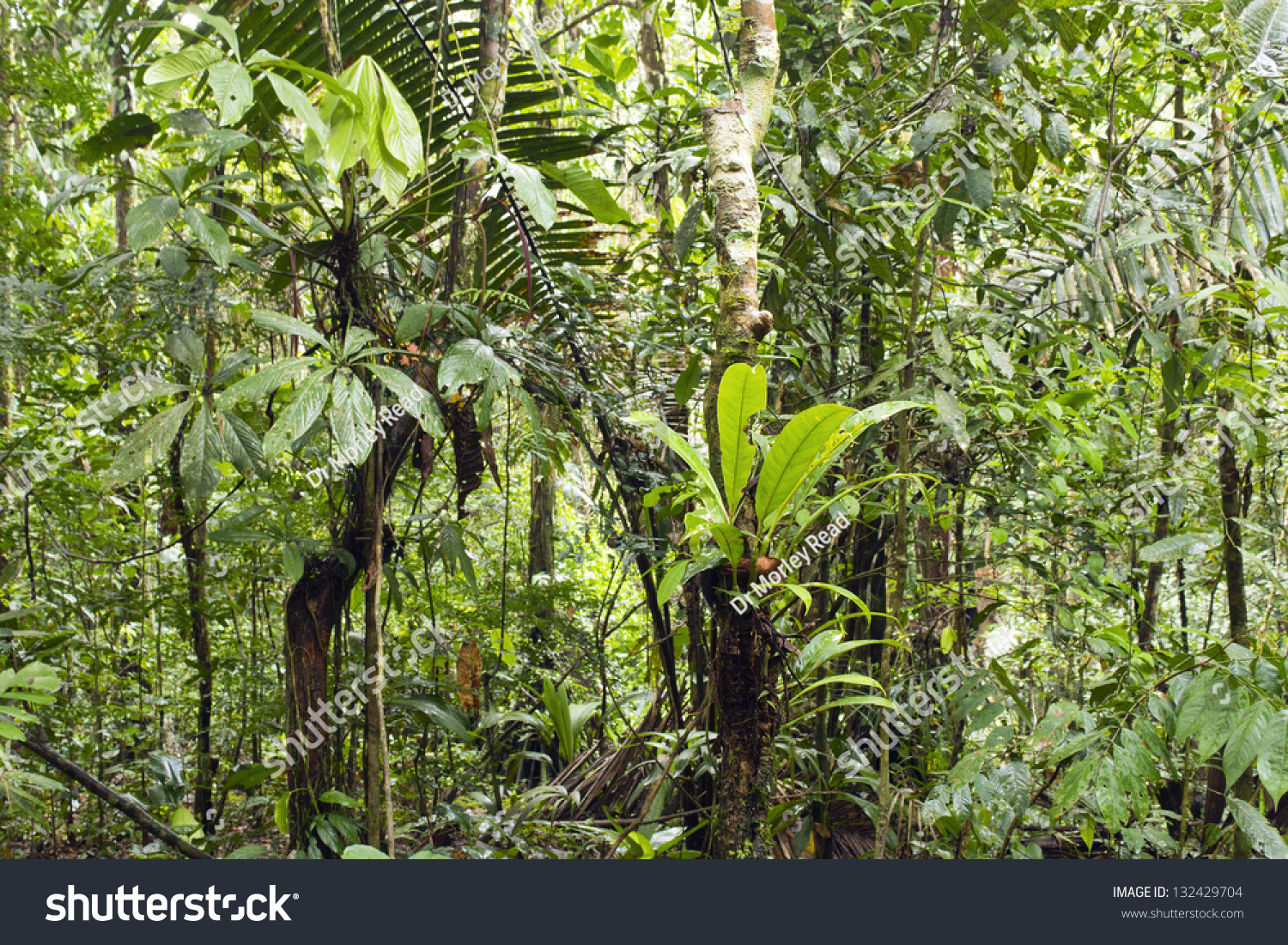 Epiphytes Primary Tropical Rainforest Ecuador Stock Photo 132429704 ...