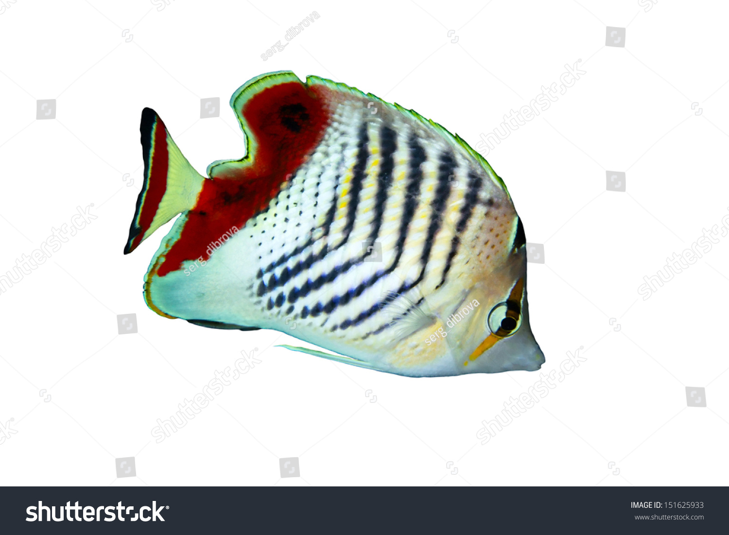 Eritrean Butterflyfish (Chaetodon Paucifasciatus) Isolated On White ...