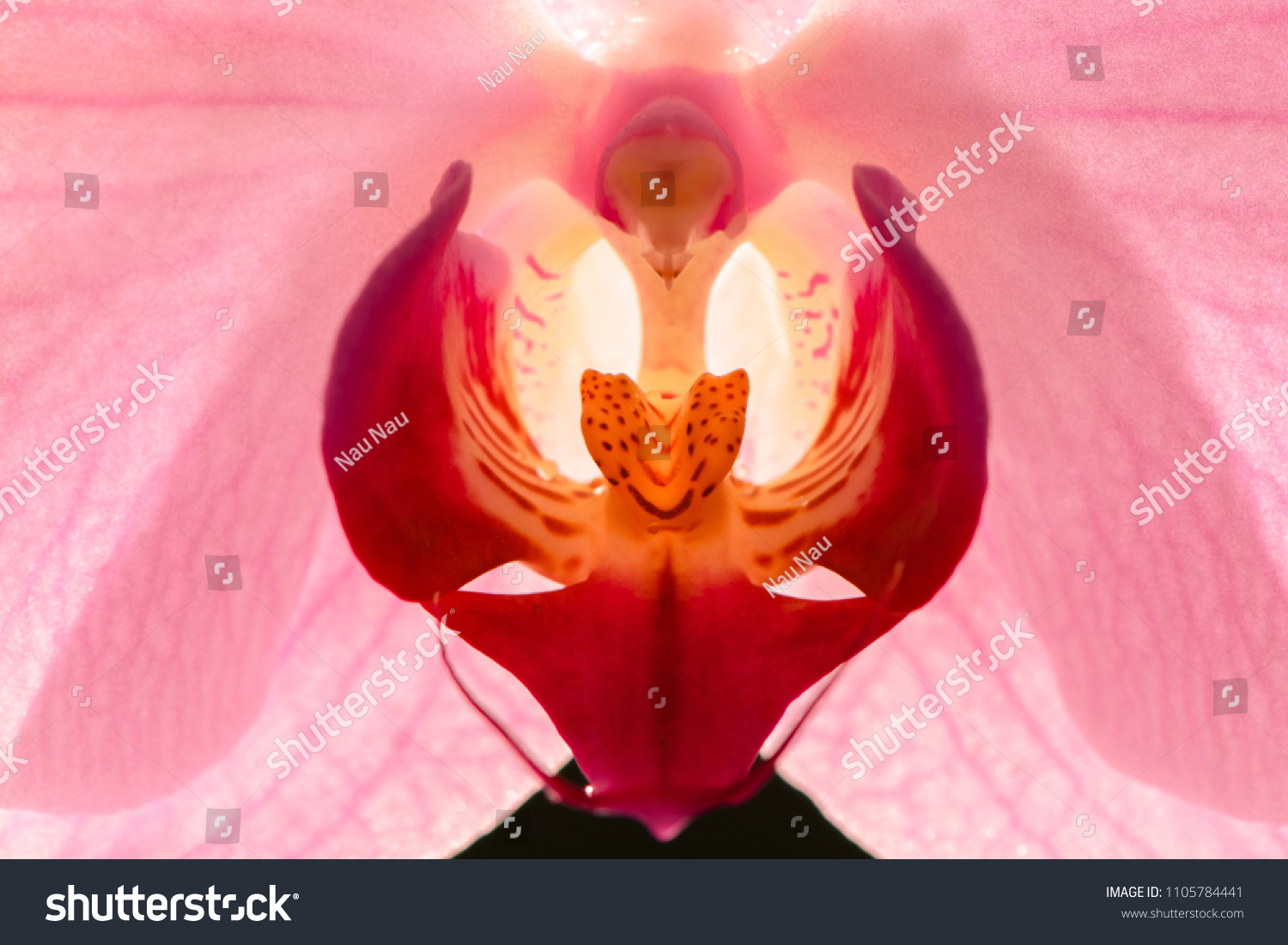 Clitoris Erotic Orchid Images Stock Photos Vectors Shutterstock