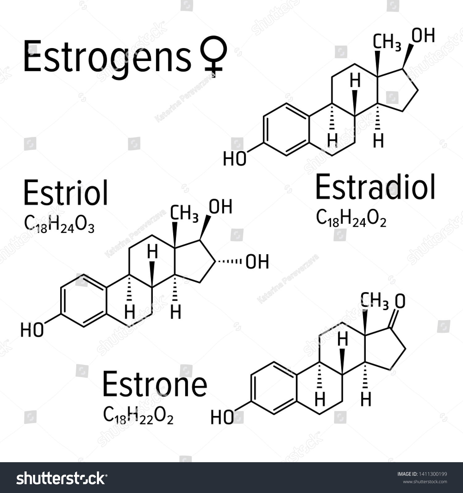 Estrogens Chemical Formulas Estradiol Estriol Estrone Stock