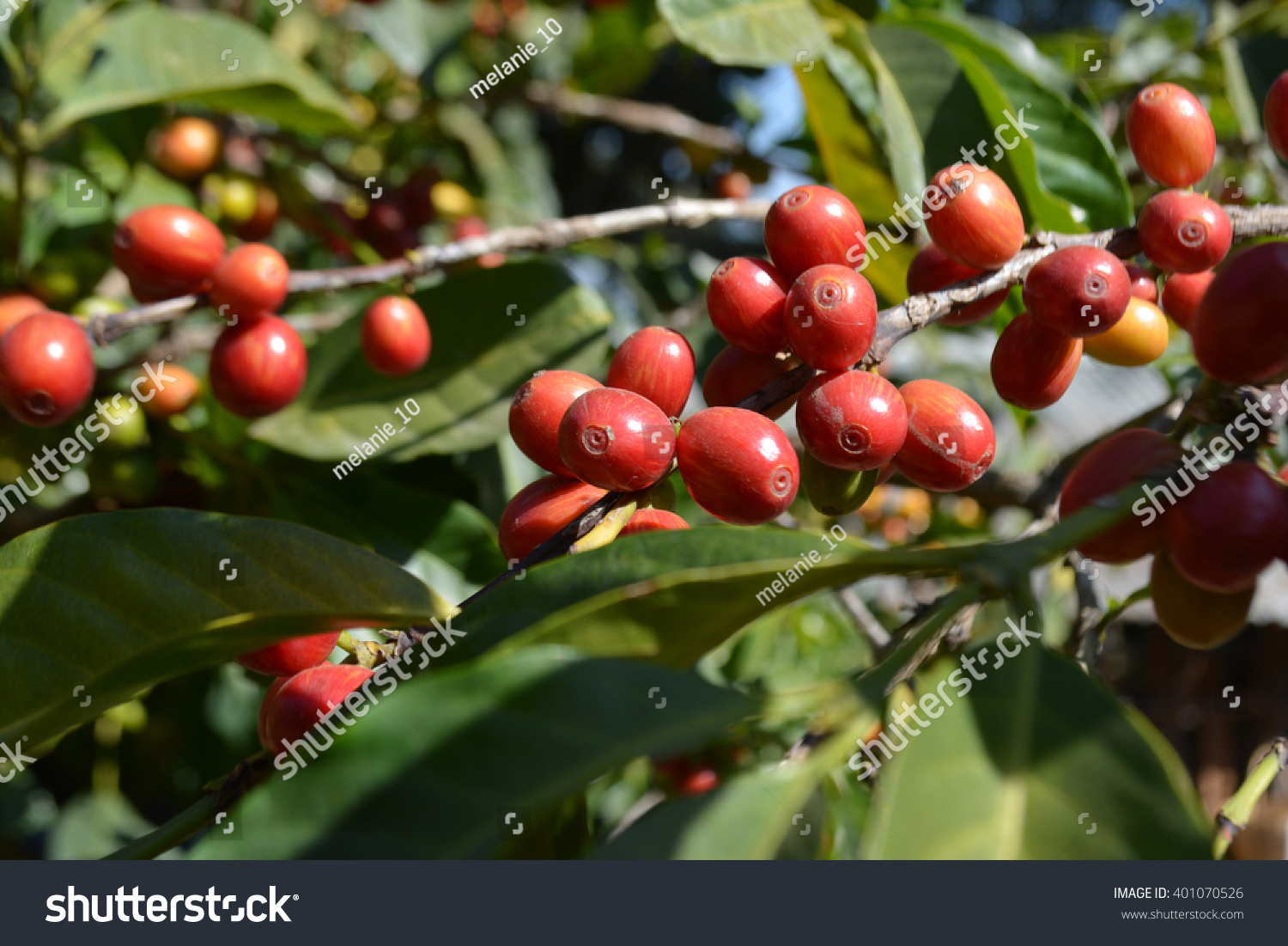 Ethiopian Coffee Plant Stock Photo 401070526 - Shutterstock