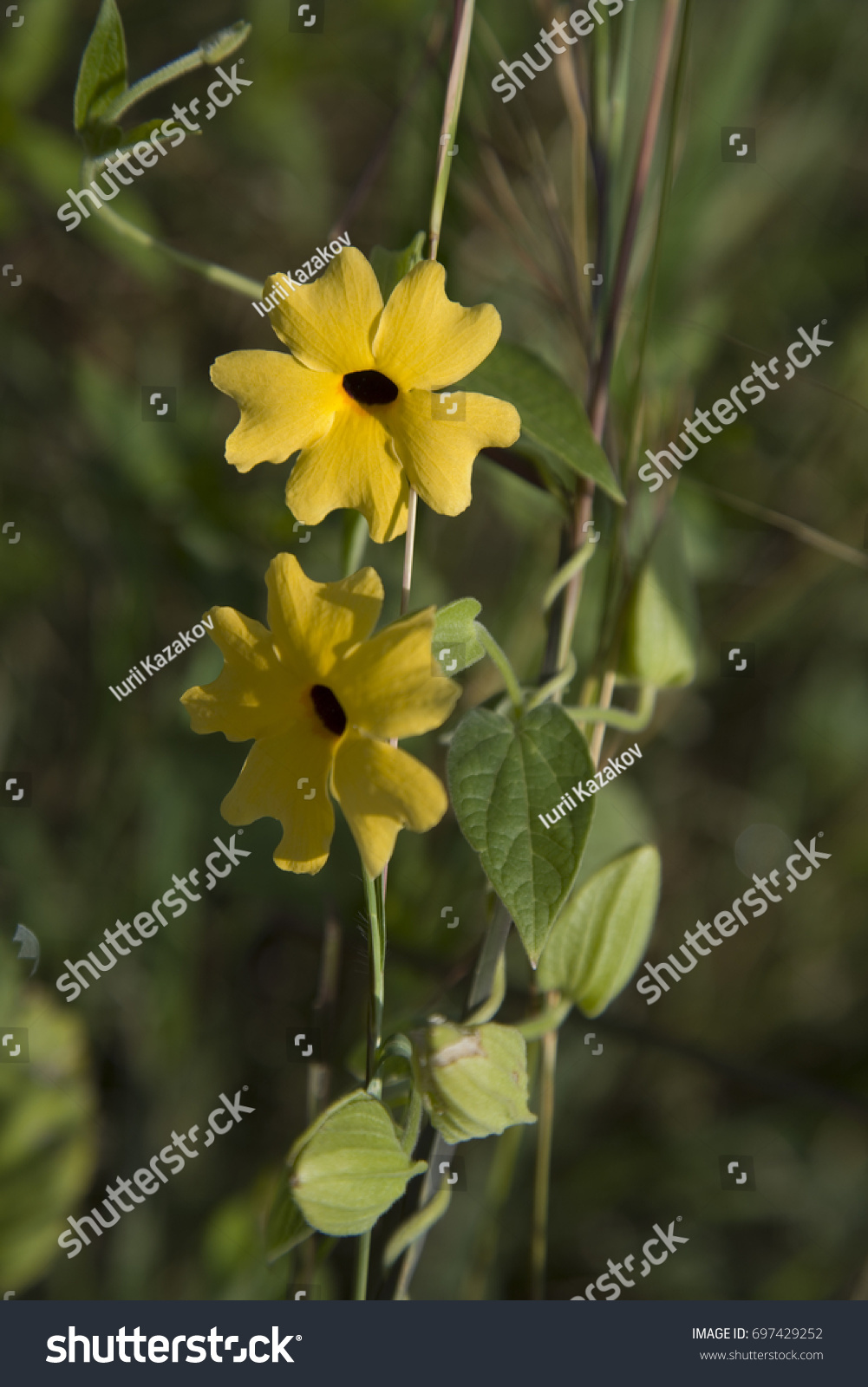 Ethiopian Yellow Flower Stock Photo Edit Now