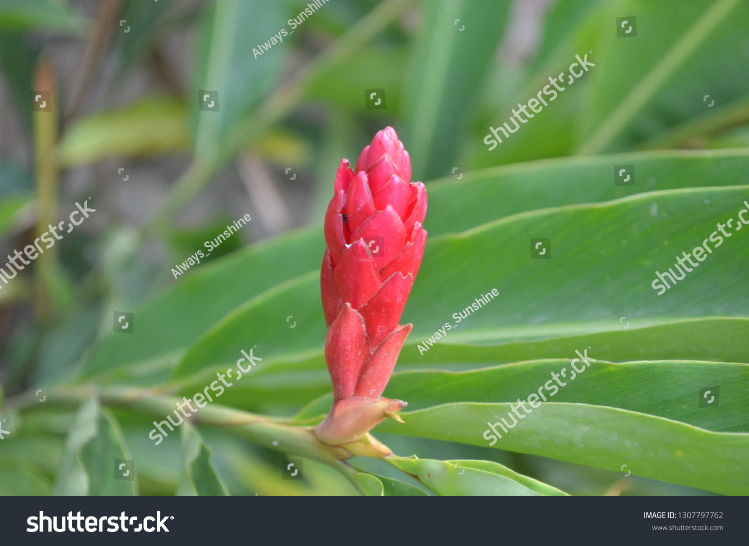 Etlingera Elatior Species Herbaceous Perennial Plant Stock Photo Edit Now