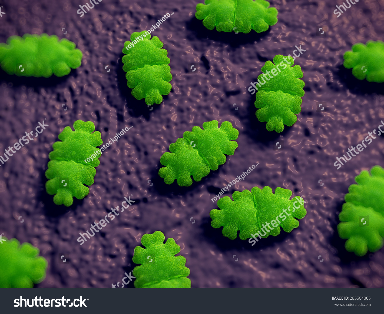 Euastrum Oblongum Desmid Green Alga. Desmids Are A Common Group Of ...