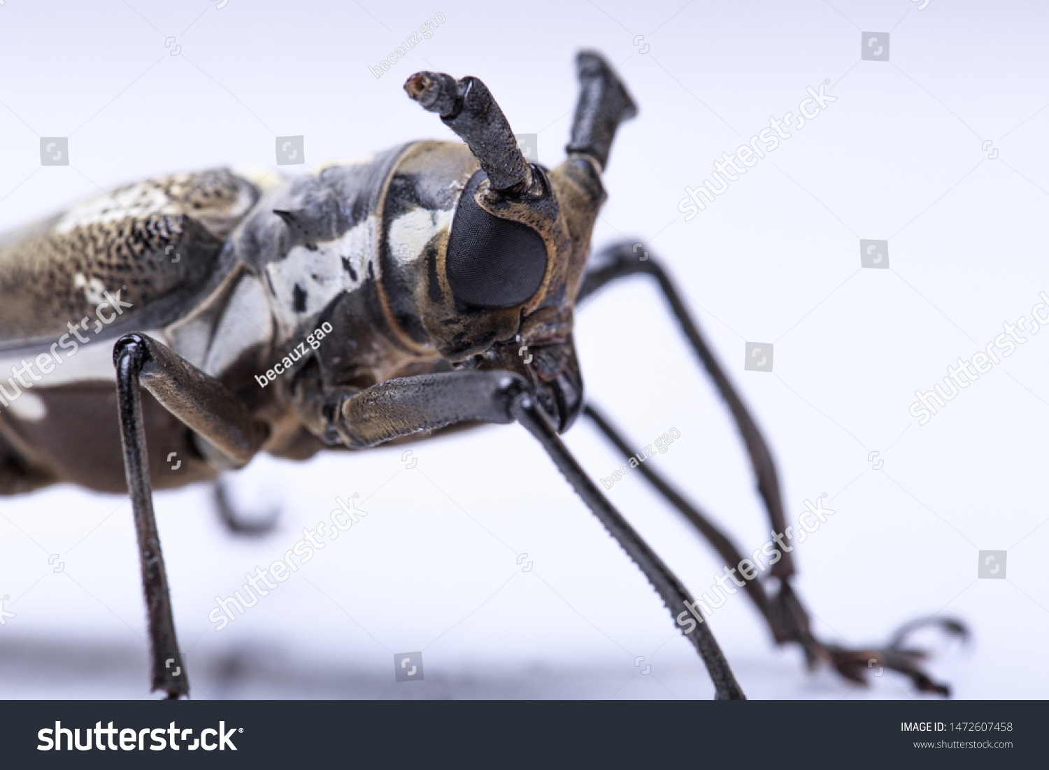 Eucalyptus Beetle Phoracantha Recurva Coleoptera Cerambycidae Stock Photo Shutterstock