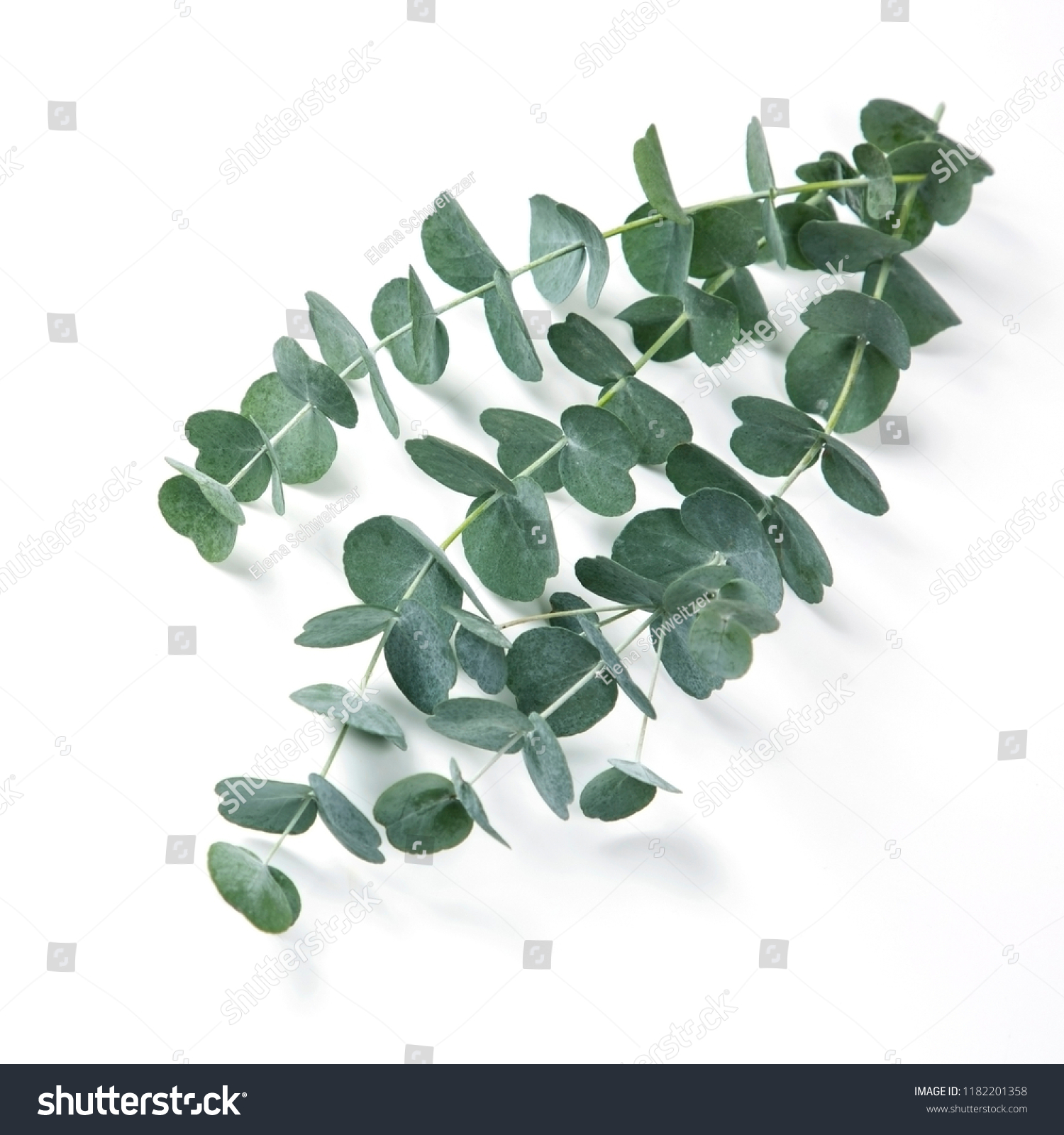 Eucalyptus Isolated On White Background Stock Photo 1182201358 ...