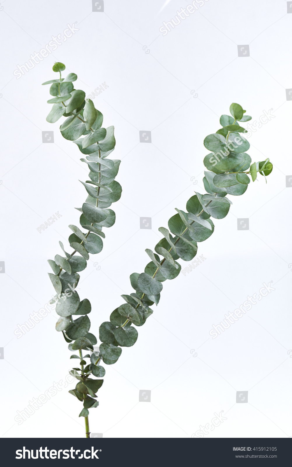 Eucalyptus Leaf On White Background Stock Photo 415912105 : Shutterstock