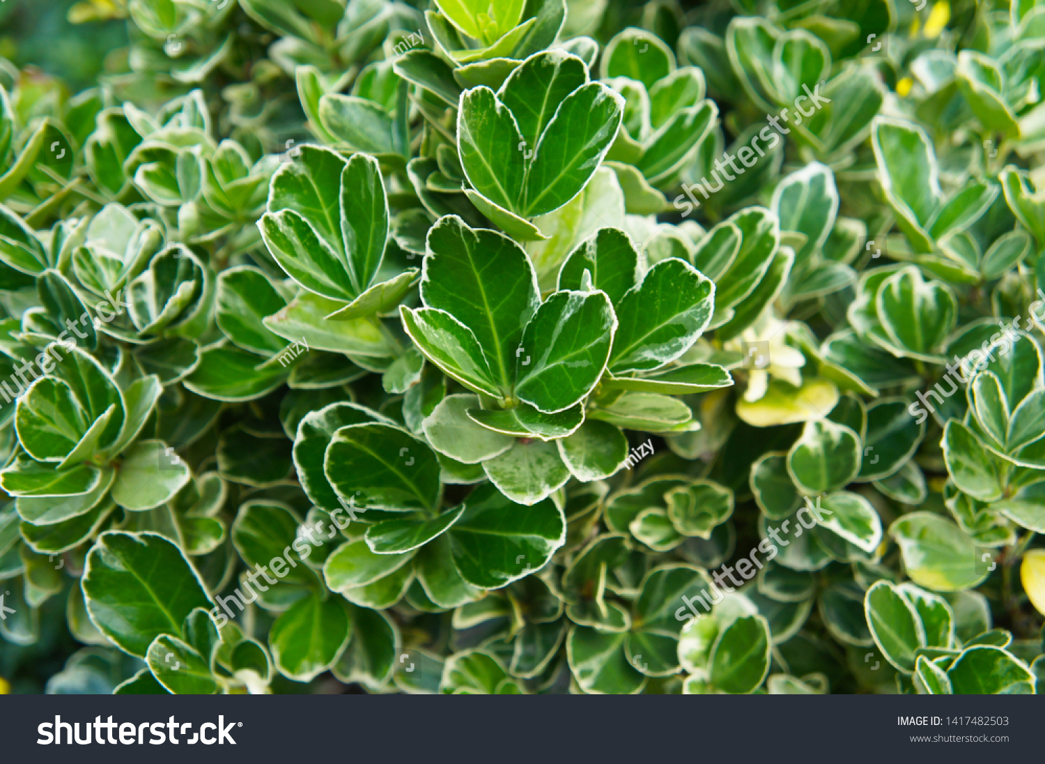 Euonymus-japonicus Images, Stock Photos & Vectors | Shutterstock