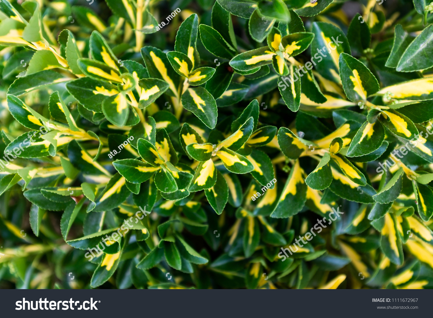 Euonymus Japonicus Ovatus Aureus Stock Photo (Edit Now) 1111672967