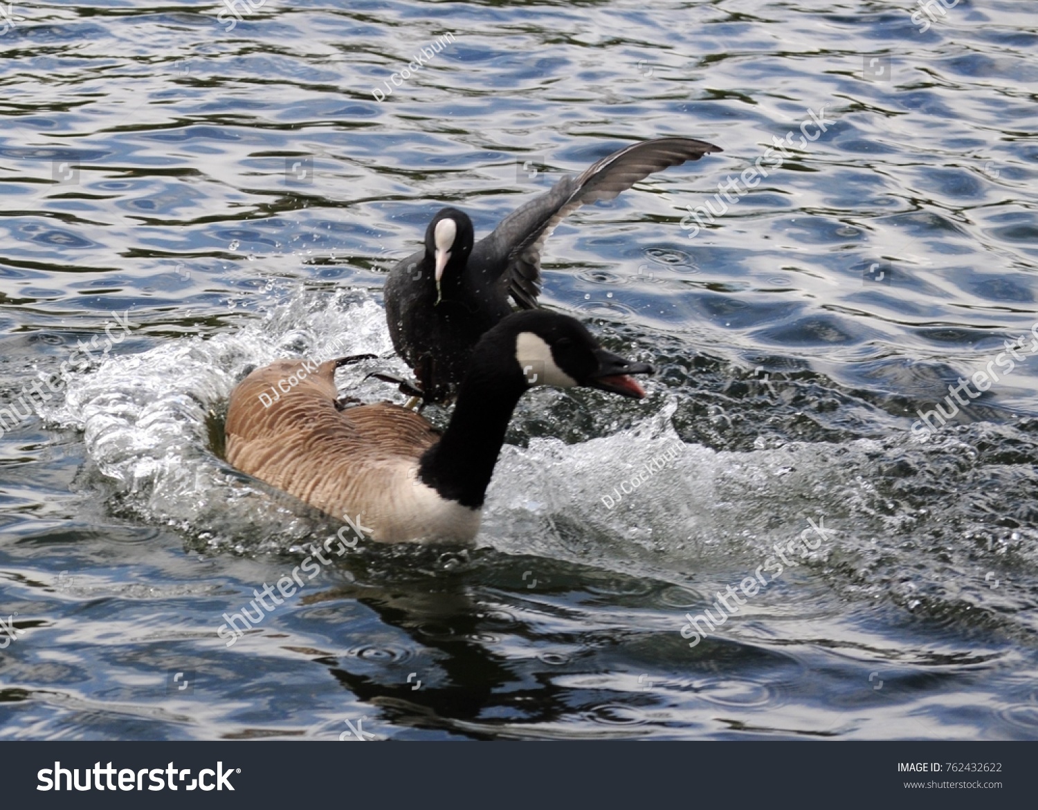 canada goose london victoria